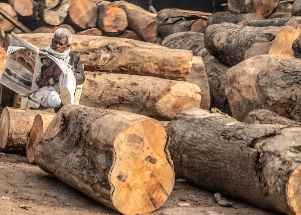 My Journey With Trees: Fascinating Photo Series By Dakshina Murthy